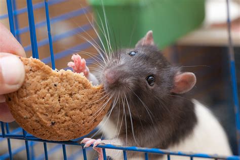 Whats The Best Diet For Pet Rats