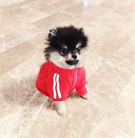 Pin De Cheryl D Em Yeontan Stan ♡ Cachorro Animais De Estimação