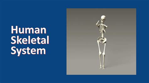 Human Skeletal System