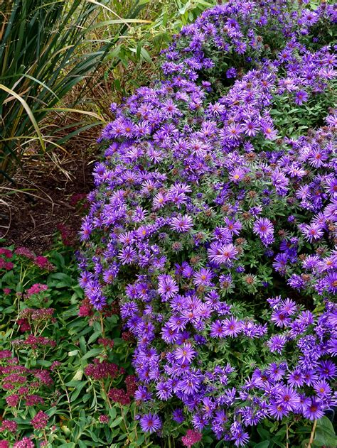 Best Shrubs To Plant In Late Fall