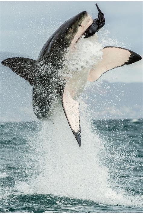 Great White Shark Jumping Out Of Water Action Shark Posters For Walls