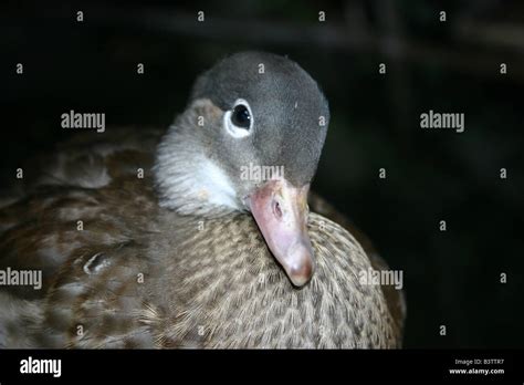 A Female Ringed Teal A Species Of Duck Native To South America Tilts
