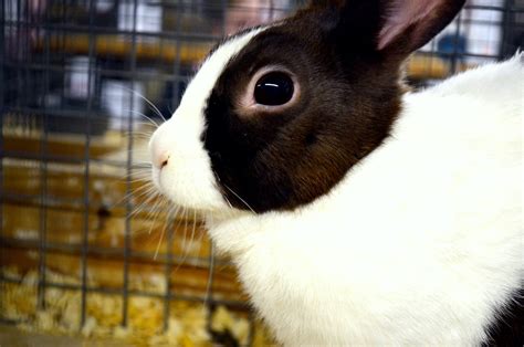 Rabbit Free Stock Photo Public Domain Pictures