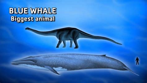 Reflections The Blue Whale Is Largest Animal Ever