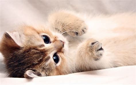 Baby Cats Wallpapers Top Free Baby Cats Backgrounds Wallpaperaccess