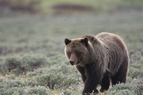 Grizzly Bear In Yellowstone National Park Stock Photo Image Of