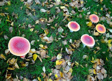 Mushrooms Are Mushrooming Blissful Solitary Wanderings