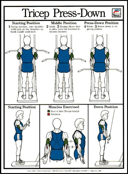 Triceps Press Down Exercise Poster Clinical Charts And Supplies