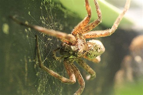 Fishing Spider Dolomedes Okefinokensis Pisauridae Distr Flickr