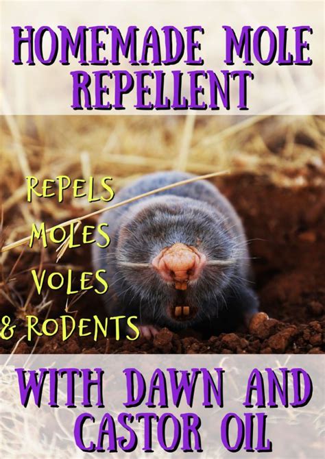How To Get Rid Of Ground Moles In The Yard Whatodi