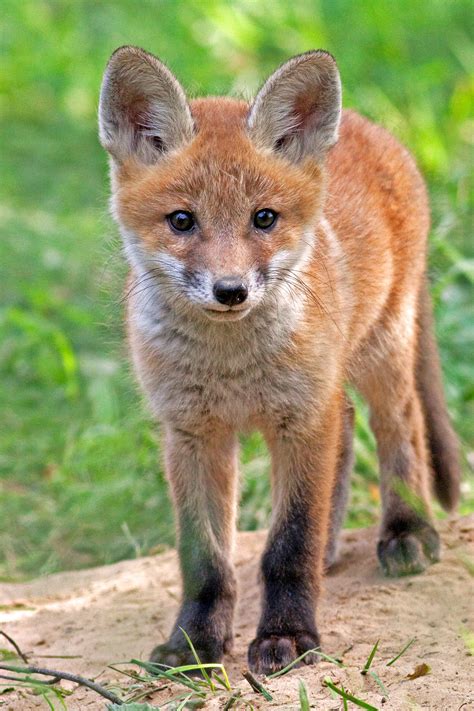 10 Interesting Facts About Red Foxes