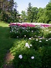 Peony Gardens at the Nichols Arboretum (University of Mich… | Flickr