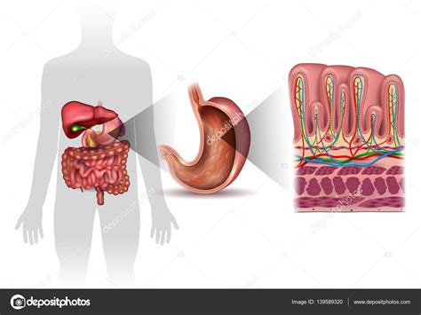 Stomach Wall Layers Detailed Anatomy — Stock Vector © Megija 139589320