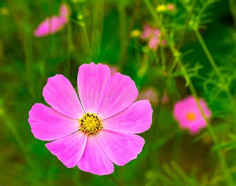 Natural View Of Pink Cosmos Flowers Stock Image Image Of Floral