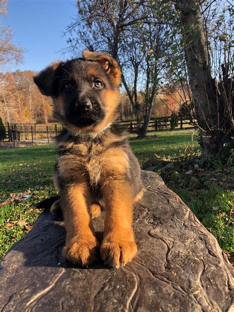 Black german shepherds are nothing more than typical german shepherds with a genetic mutation that turns their coats solid black. German Shepherd Puppies For Sale | London, KY #285585