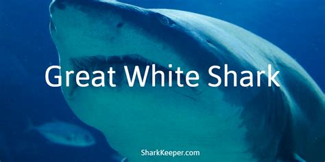 Great White Shark Description And Facts Shark Keeper