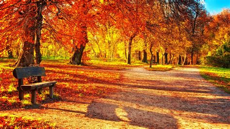 Cute Autumn Leaves Hd Wallpapers