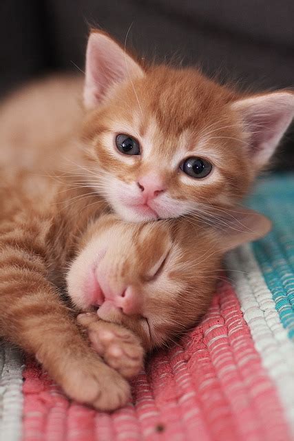 Cute Cat Little · Free Photo On Pixabay