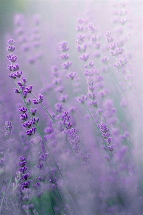 Aesthetic Lavenders Wallpapers Wallpaper Cave