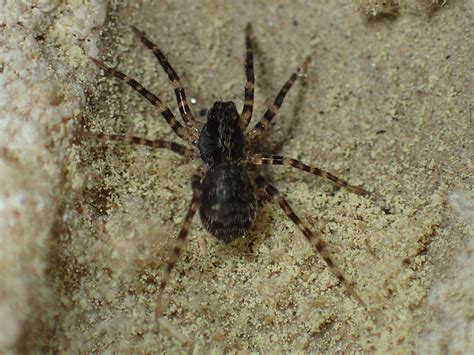 Lycosidae Wolf Spiders In Fort Payne Alabama United States