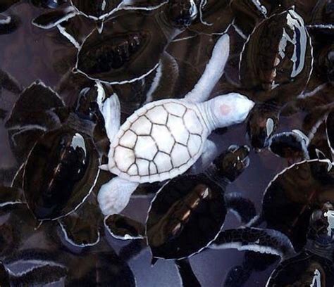 An Albino Baby Turtle Swims With Green Sea Turtle Babies In A Pond At
