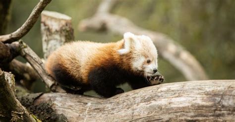 Fota Wildlife Park Announces Birth Of Twin Red Panda Cubs