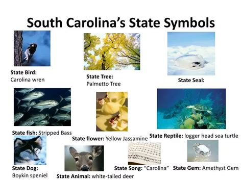 Ppt South Carolinas State Symbols Powerpoint Presentation Free