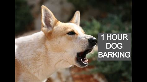 Dog Barking 1 Hour Dog Barking Voice Dog Barking Sounds Youtube