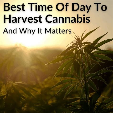 Best Time Of Day To Harvest Cannabis And Why It Matters