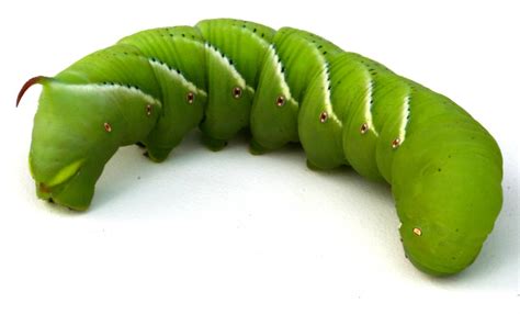 A Very Hungry Caterpillar Researchers Sequen Eurekalert