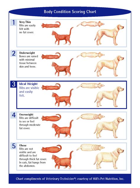 Purina Small Animal Body Condition Scoring Chart