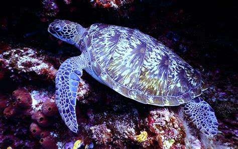 Exotic Marine Animals Underwater Sea Turtle Swimming