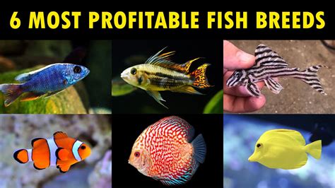 Most Profitable Aquarium Fish To Breed Aquarium Fish Farming At Home