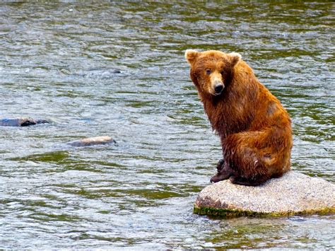Packed Suitcase | Brooks Falls- bear sitting on a rock