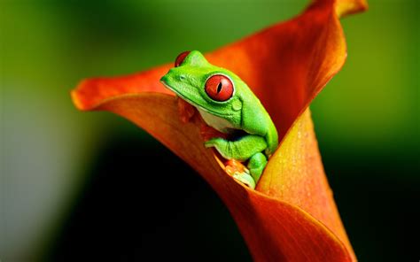 4k Frogs Wallpapers High Quality Download Free