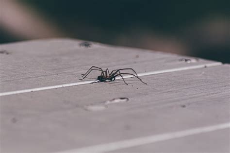 how to keep spiders out of your home hitman pest control