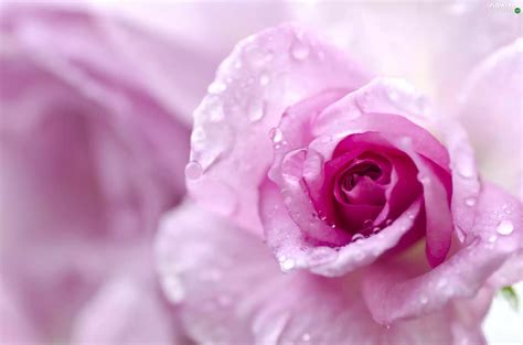 WET Rose Drops Pink Flowers Wallpapers X