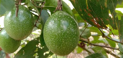 Wild Passion Fruit Growth In The Forest Stock Photo Image Of Plant