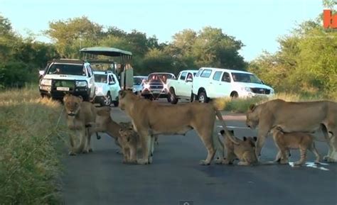 White Wolf Adorable Lion Cubs Wrestling On The Road Block Traffic In