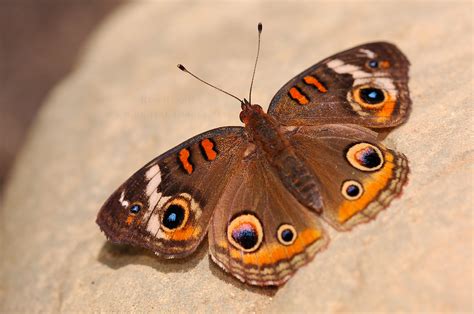 Maybe you would like to learn more about one of these? Butterflies