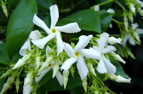 Treating Jasmine Plant Pests Dealing With Common Pests