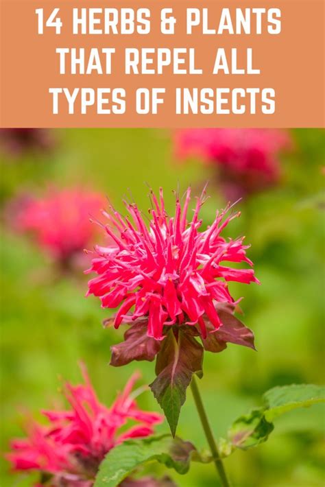 14 Herbs And Plants That Repel All Types Of Insects Plants Insect