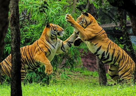 Fileroyal Bengal Tiger Play Wikimedia Commons