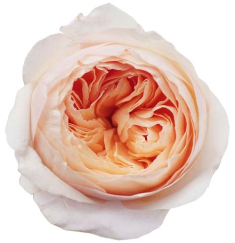 Juliet Garden Rose Peach Looks Great With Grey And