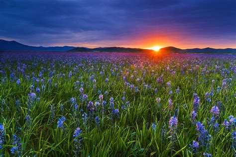 Dramatic Spring Sunrise At Camas Prairie Idaho Usa