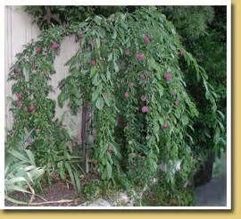 We did not find results for: dwarf weeping trees -Santa Rosa Plum Ultra | Patio fruit ...