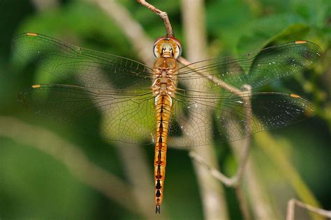 Pantala Dragonfly Holds Record Of Worlds Longest Distance Traveler