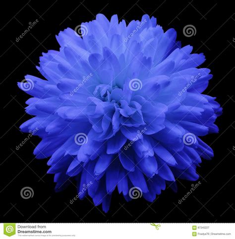 Blue Flower Chrysanthemum Garden Flower Black Isolated Background