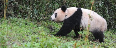 Chinas Wild Giant Panda Population Grows According To New Census