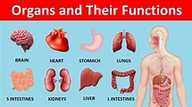 Human Organs and Their Functions | Organs of the body | Human Anatomy ...